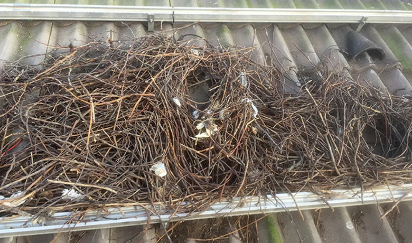 IT20200519 Vogelnest 650x383px